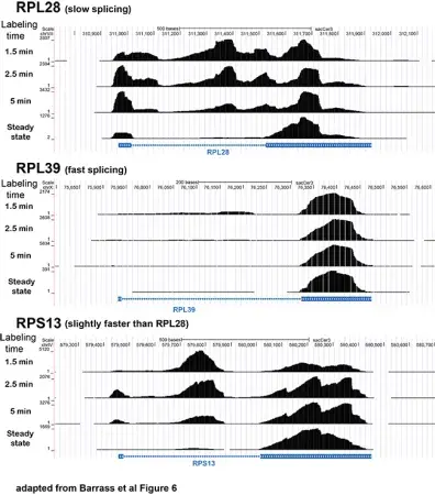 UCSC genome browser screen shots show the change in distribution of reads at different labelling times (y-axis) for RPL28, RPL39