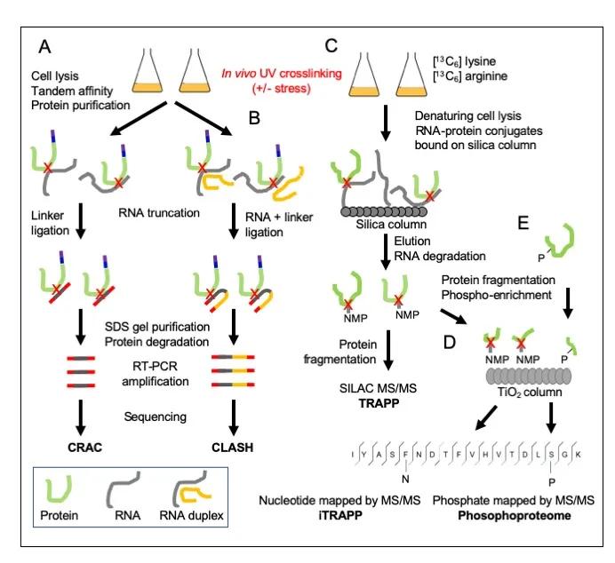Tollervey lab research illustration, details in text