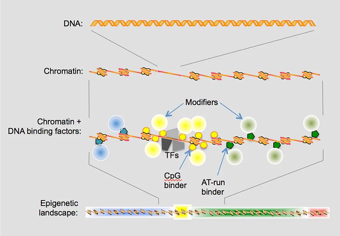 DNA Association illustration