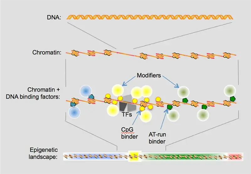 DNA Association illustration
