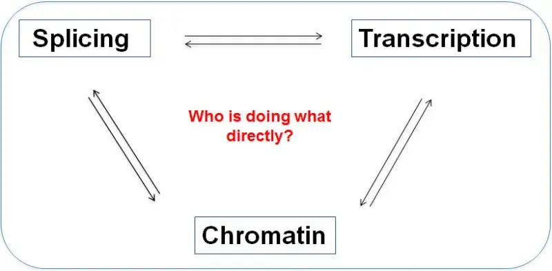 Illustration of Functional interactions between splicing transcription and chromatin