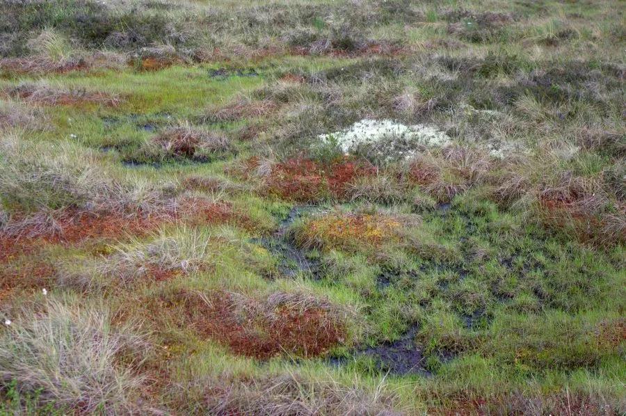 estonia bog pattern