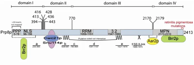 Diagram showing the positions of viable breakpoints in Prp8p