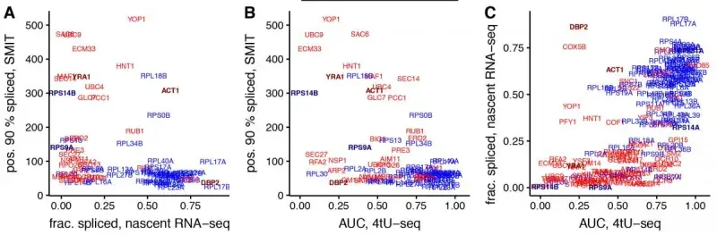 Ribosomal protein transcripts (blue) tend to be spliced faster and more co-transcriptionally than other transcripts (red).