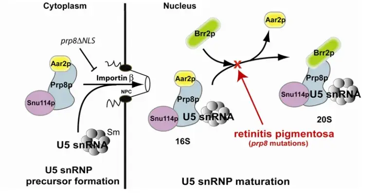 Cartoon showing the proposed pathway for U5 snRNP biogenesis in budding yeast