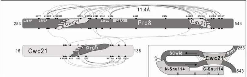 The diagram shows the intra-molecular cross-links identified by mass spectrometry for recombinant Prp8 