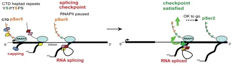  RNA polymerase II (POL II) pauses near the 3' ends of introns while splicing occurs.