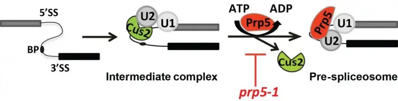 Cartoon showing a possible intermediate complex in pre-spliceosome formation.