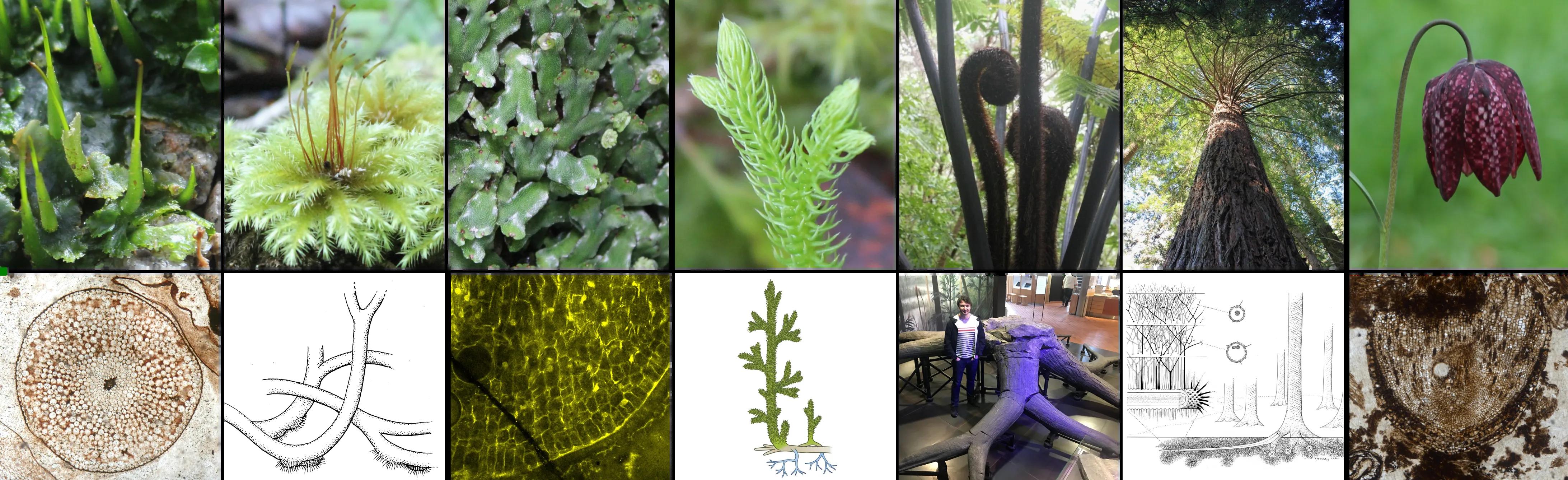 Composite image showing a diversity of living a fossil plants and fossil plant reconstructions