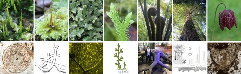 Composite image showing a diversity of living a fossil plants and fossil plant reconstructions