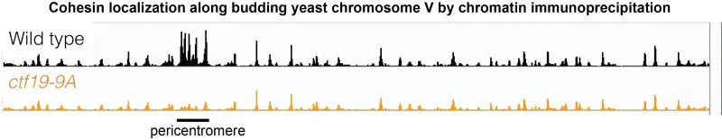 Cohesin localization along budding yeast chromosome V by chromatin immunoprecipitation
