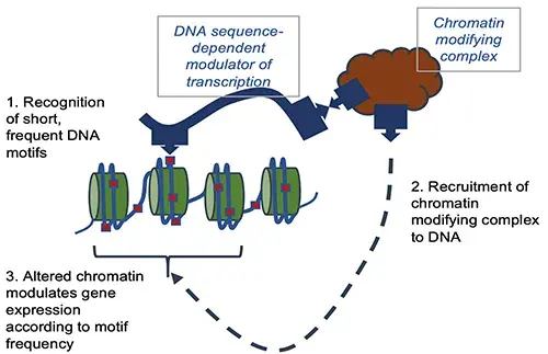 Chromatin illustration