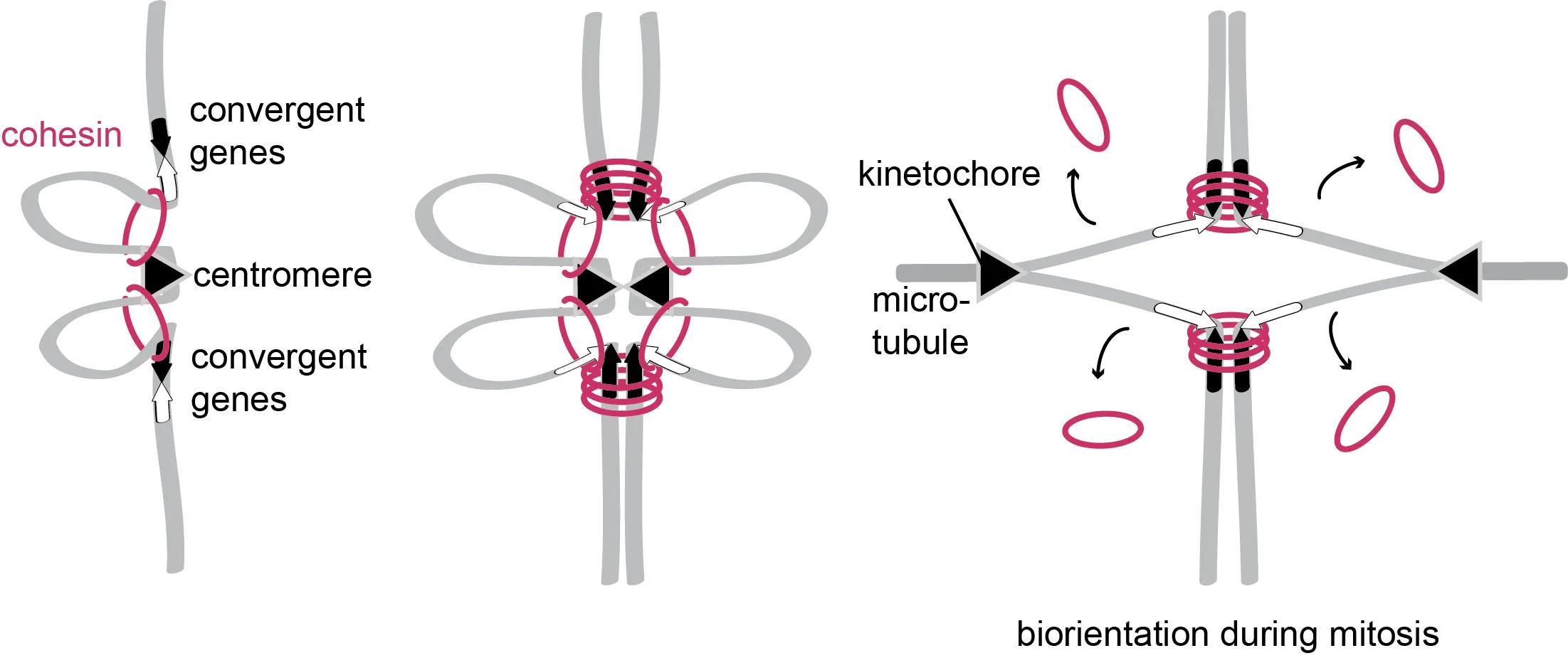 Illustration of biorientation during mitosis