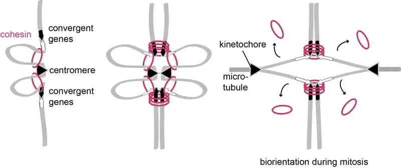 Illustration of biorientation during mitosis