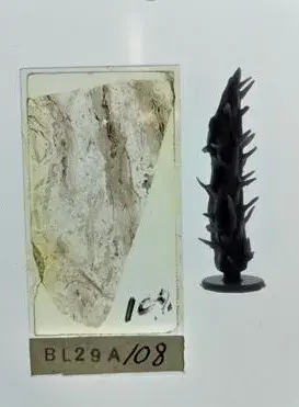 Rhynie Chert fossils