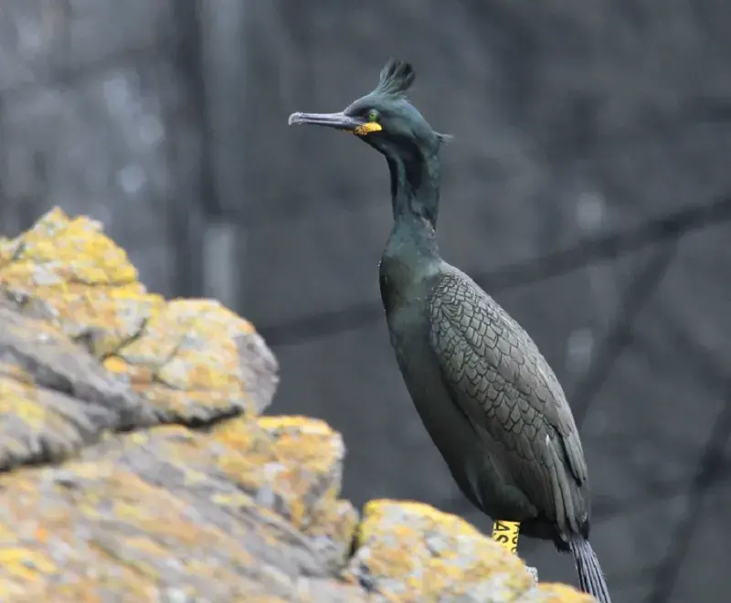European shag Isle of May
