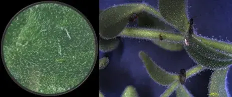 Image of trichomes courtesy of Anshika Bhatla (L) & Yumali Hewage (R)