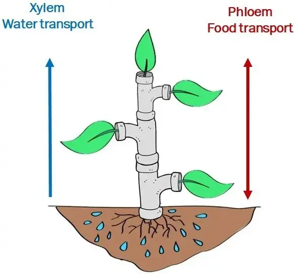 xylem phloem diagram