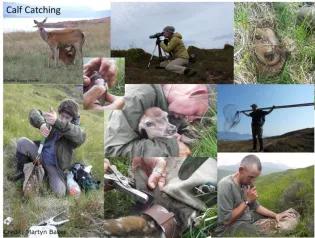 Collage of images titled "Calf catching" showing a calf with a mother deer, researchers holding calves and observing them.