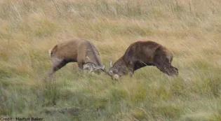 Male deer fighting.
