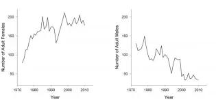Figure showing changes in the number of adult females and males in the Rum Red Deer population (above paragraph explained trend)
