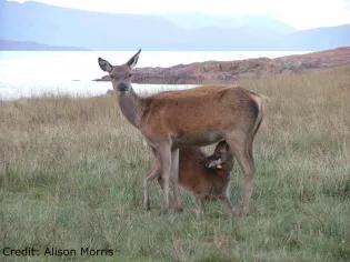 Deer mother and calf.