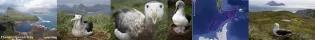 Collage (from left to right): landscape of Bird Island, South Georgia, three images of albatrosses, map of the island area and another image of an albatross.