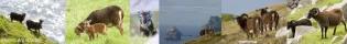 Collage of images of Soay sheep, Soay lambs and the view at St Kilda.