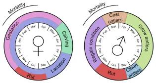 Diagram labelling periods of the year with behaviour of female and male deer, described in text.