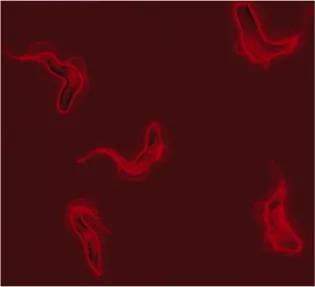 Five stumpy forms (red blobs) floating in red fluid.