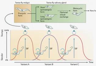 Diagram from Macgregor et al article (2012) - see caption for article title and link.