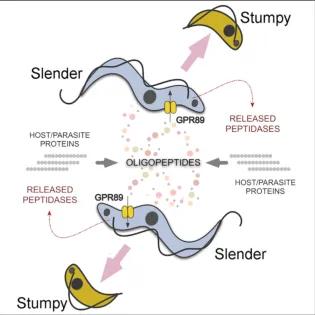 Graphical abstract for the Rojas et al article (2019) on Oligopeptide Signaling through TbGPR89 driving Trypanosome Quorum Sensing. Read article (link below) for explanation.