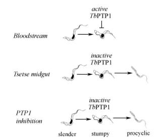Schematic for the Szöőr et al (2006) article on protein tyrosine phosphatase TbPTP1. See article (link at the end of the page) for explanation.