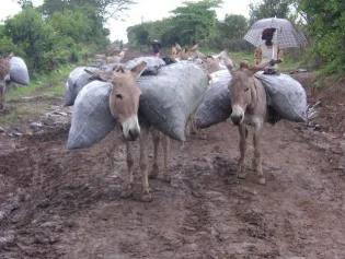 A herd of donkeys carrying heavy bags.
