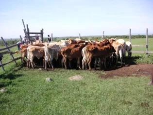 Herd of cattle gathered together in a farm.
