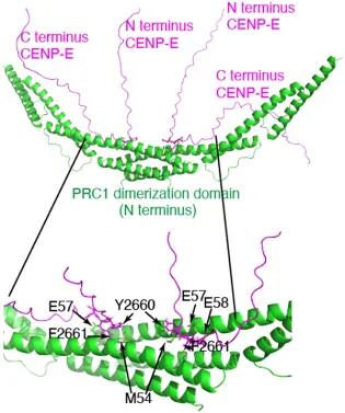 CENP-E illustration, details in text.