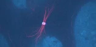 Microscope cell image in blue, with pink stranded tubulin.