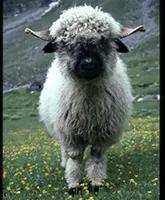 Photo of 	Ian Stevenson