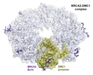 BRCA2-DMC1 complex during double-strand break repair