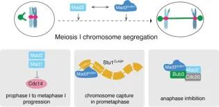 Mad3BUBR1 interacts with the microtubule regulator Stu1CLASP to promote chromosome capture onto the spindle. 
