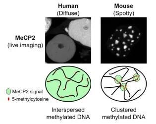 MeCp2-containing condensates localisation in human and mouse cells across mammalian cells