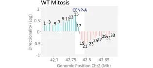 Genomic mapping of vertebrate centromeres