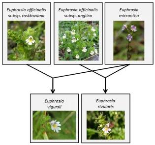 Images of Euphrasia officinalis subsp. rostkoviana, Euphrasia officinalis subsp. anglica, and Euphrasia micrantha illustrating how they cross to become Euphrasia vigursii and Euphrasia rivularis