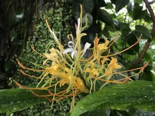 Photo of a ginger plant with yellow and cream flower