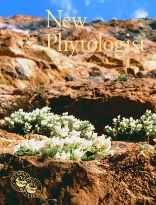 Cover of New Phytologist from February 2022, featuring a photo of plants with white flowers on rocks in front of a blue sky