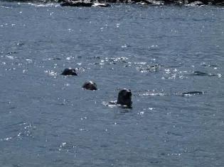 Photo of three seals' heads popping out of the sea