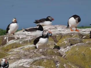Photo of several puffins sitting, laying down and standing on rocks, one has fish in its beak