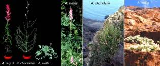 3 Antirrhinum species, details in text adjacent to image