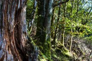 HorsfallGroup-Nature