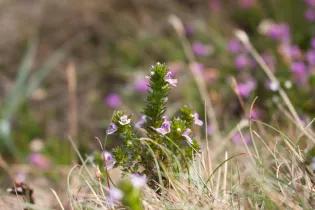 Euphrasia vigursii x tetraquetra from a coastal loaction in Cornwall